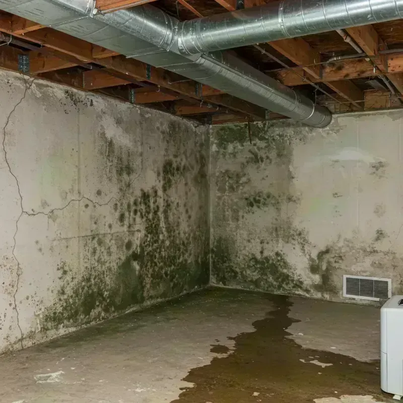 Professional Mold Removal in Seneca, IL